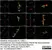 Anti Human Protein Gene Product 9.5 Antibody, clone 13C4 thumbnail image 39
