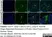 Anti Human Protein Gene Product 9.5 Antibody, clone 13C4 thumbnail image 4