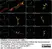 Anti Human Protein Gene Product 9.5 Antibody, clone 13C4 thumbnail image 40