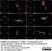Anti Human Protein Gene Product 9.5 Antibody, clone 13C4 thumbnail image 41