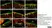 Anti Human Protein Gene Product 9.5 Antibody, clone 13C4 thumbnail image 43