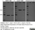 Anti Human Protein Gene Product 9.5 Antibody, clone 13C4 thumbnail image 5
