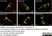 Anti Human Protein Gene Product 9.5 Antibody, clone 13C4 thumbnail image 6