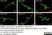 Anti Human Protein Gene Product 9.5 Antibody, clone 13C4 thumbnail image 7