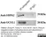 Anti Human Protein Gene Product 9.5 Antibody, clone 31A3 (Monoclonal Antibody Antibody) thumbnail image 10