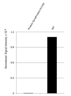 Anti Human Protein Gene Product 9.5 Antibody, clone 31A3 (Monoclonal Antibody Antibody) gallery image 13