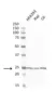 Anti Human Protein Gene Product 9.5 Antibody, clone 31A3 (Monoclonal Antibody Antibody) thumbnail image 15