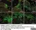 Anti Human Protein Gene Product 9.5 Antibody, clone 31A3 (Monoclonal Antibody Antibody) thumbnail image 18