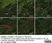 Anti Human Protein Gene Product 9.5 Antibody, clone 31A3 (Monoclonal Antibody Antibody) thumbnail image 19