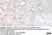 Anti Human Protein Gene Product 9.5 Antibody, clone 31A3 (Monoclonal Antibody Antibody) thumbnail image 21