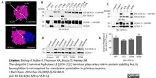 Anti Human Protein Gene Product 9.5 Antibody, clone 31A3 (Monoclonal Antibody Antibody) gallery image 3