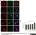 Anti Human Protein Gene Product 9.5 Antibody, clone 31A3 (Monoclonal Antibody Antibody) thumbnail image 4