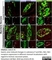 Anti Human Protein Gene Product 9.5 Antibody, clone 31A3 (Monoclonal Antibody Antibody) thumbnail image 8