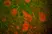 Anti Human Protein Gene Product 9.5 Antibody, clone BH7 thumbnail image 1