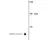 Anti Human Protein Gene Product 9.5 Antibody, clone BH7 thumbnail image 2