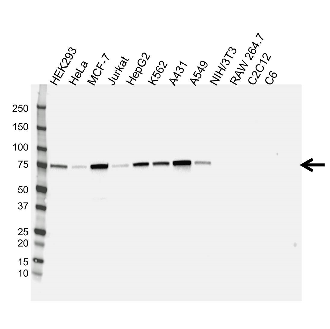 Anti Protein Kinase C Delta Antibody, clone E-J01/1C2 (PrecisionAb Monoclonal Antibody) gallery image 1
