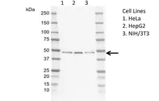 Anti Human PRR5L Antibody, clone EF01-3H1 gallery image 1