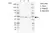 Anti Human PRR5L Antibody, clone EF01-3H1 thumbnail image 1
