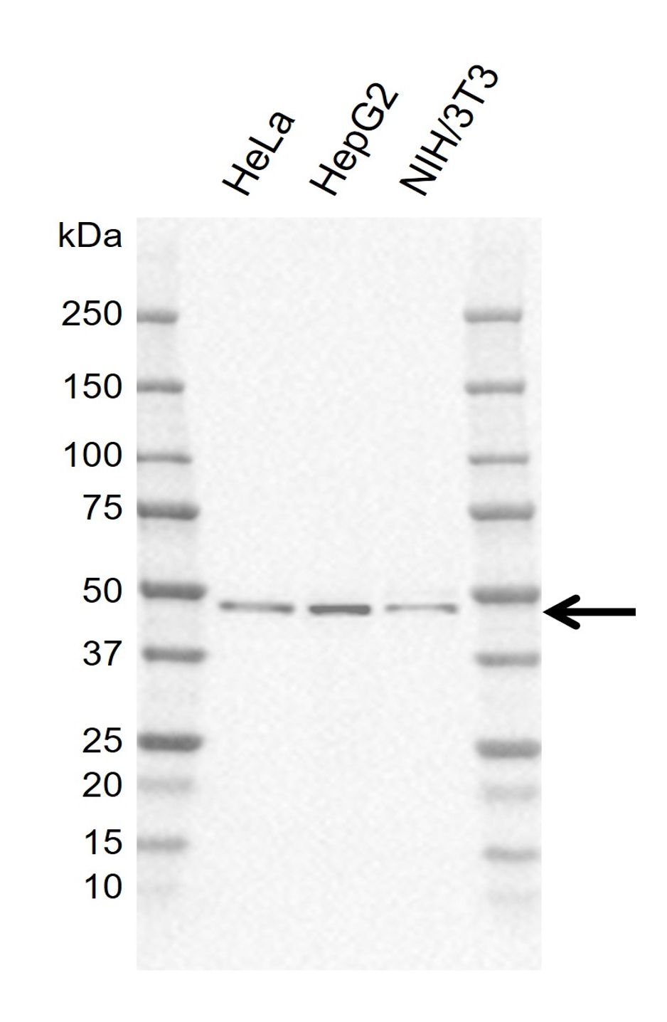 Anti Human PRR5L Antibody, clone EF01-3H1 gallery image 1
