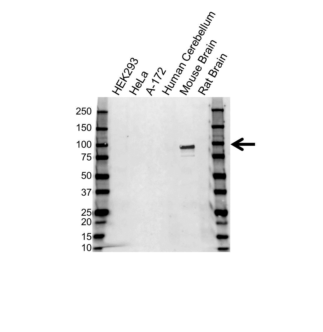 Anti PSD95 Antibody (PrecisionAb Monoclonal Antibody) gallery image 1