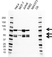 Anti PSIP1 Antibody, clone AB01/1A2 (PrecisionAb Monoclonal Antibody) thumbnail image 1