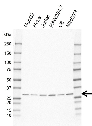Anti PSMA1 Antibody, clone CD01/1C10 (PrecisionAb Monoclonal Antibody) gallery image 1