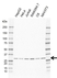 Anti PSMA1 Antibody, clone CD01/1C10 (PrecisionAb Monoclonal Antibody) thumbnail image 1