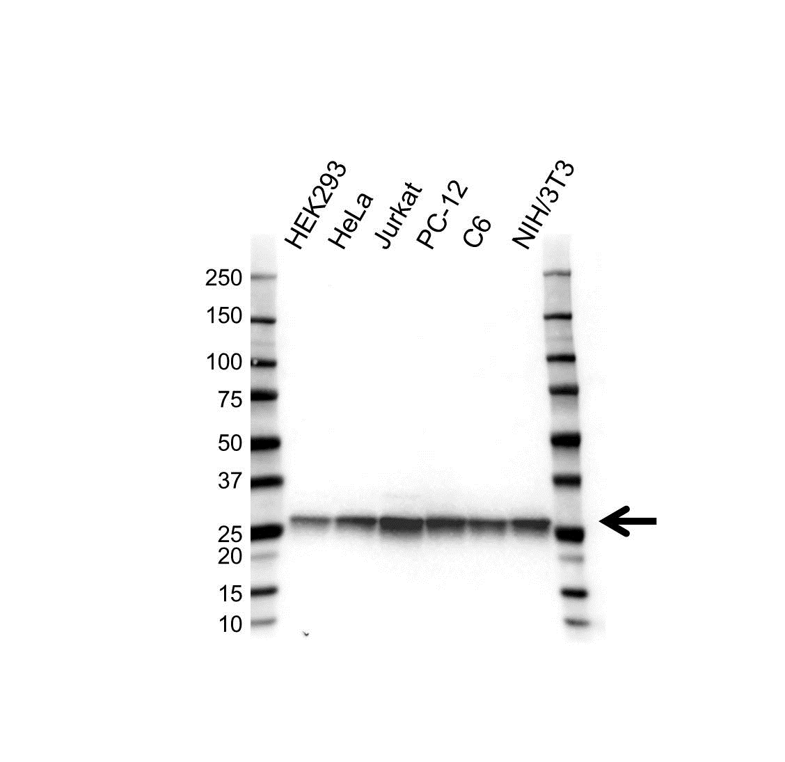 Anti PSMA6 Antibody, clone OTI7C2 (PrecisionAb Monoclonal Antibody) gallery image 1