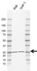 Anti PSMB10 Antibody, clone AB01/4E9 (PrecisionAb Monoclonal Antibody) thumbnail image 1