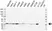 Anti PSMB4 Antibody, clone OTI5B5 (PrecisionAb Monoclonal Antibody) thumbnail image 1