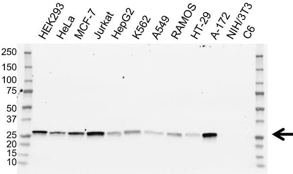 Anti PSMB4 Antibody, clone OTI5B5 (PrecisionAb Monoclonal Antibody) gallery image 1