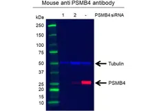 Anti PSMB4 Antibody, clone OTI5B5 (PrecisionAb Monoclonal Antibody) gallery image 2