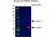 Anti PSMB4 Antibody, clone OTI5B5 (PrecisionAb Monoclonal Antibody) thumbnail image 2