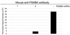 Anti PSMB4 Antibody, clone OTI5B5 (PrecisionAb Monoclonal Antibody) gallery image 3