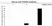Anti PSMB4 Antibody, clone OTI5B5 (PrecisionAb Monoclonal Antibody) thumbnail image 3