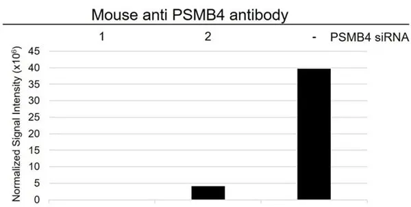 Anti PSMB4 Antibody, clone OTI5B5 (PrecisionAb Monoclonal Antibody) gallery image 3