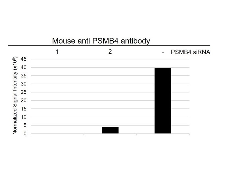 Anti PSMB4 Antibody, clone OTI5B5 (PrecisionAb Monoclonal Antibody) gallery image 3