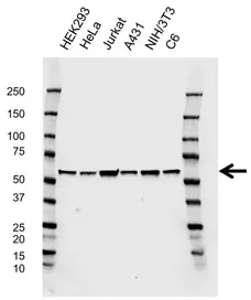 Anti PSMC1 Antibody, clone EF02/2E2 (PrecisionAb Monoclonal Antibody) gallery image 1