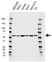 Anti PSMC1 Antibody, clone EF02/2E2 (PrecisionAb Monoclonal Antibody) thumbnail image 1
