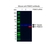 Anti PSMC5 Antibody, clone J02/1D1 (PrecisionAb Monoclonal Antibody) thumbnail image 2