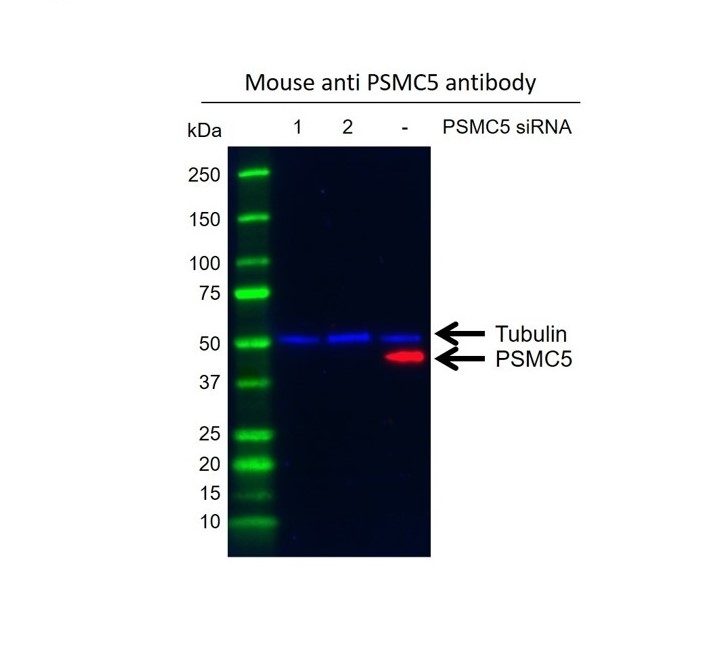 Anti PSMC5 Antibody, clone J02/1D1 (PrecisionAb Monoclonal Antibody) gallery image 2