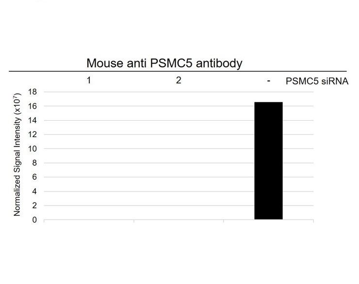 Anti PSMC5 Antibody, clone J02/1D1 (PrecisionAb Monoclonal Antibody) gallery image 3
