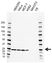 Anti PSMD10 Antibody, clone AB03/4A8 (PrecisionAb Monoclonal Antibody) thumbnail image 1
