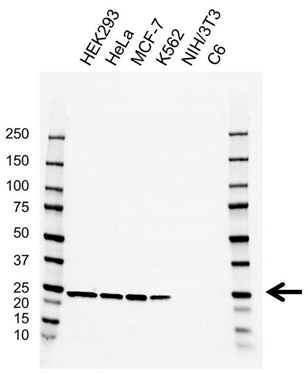 Anti PSMD10 Antibody, clone AB03/4A8 (PrecisionAb Monoclonal Antibody) gallery image 1