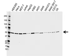 Anti PSMD4 Antibody, clone CPTC12 (PrecisionAb Monoclonal Antibody) gallery image 1