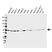 Anti PSMD4 Antibody, clone CPTC12 (PrecisionAb Monoclonal Antibody) thumbnail image 1