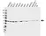 Anti PSMD4 Antibody, clone CPTC12 (PrecisionAb Monoclonal Antibody) thumbnail image 1