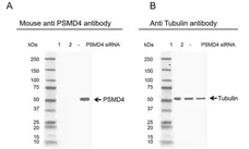 Anti PSMD4 Antibody, clone CPTC12 (PrecisionAb Monoclonal Antibody) gallery image 2