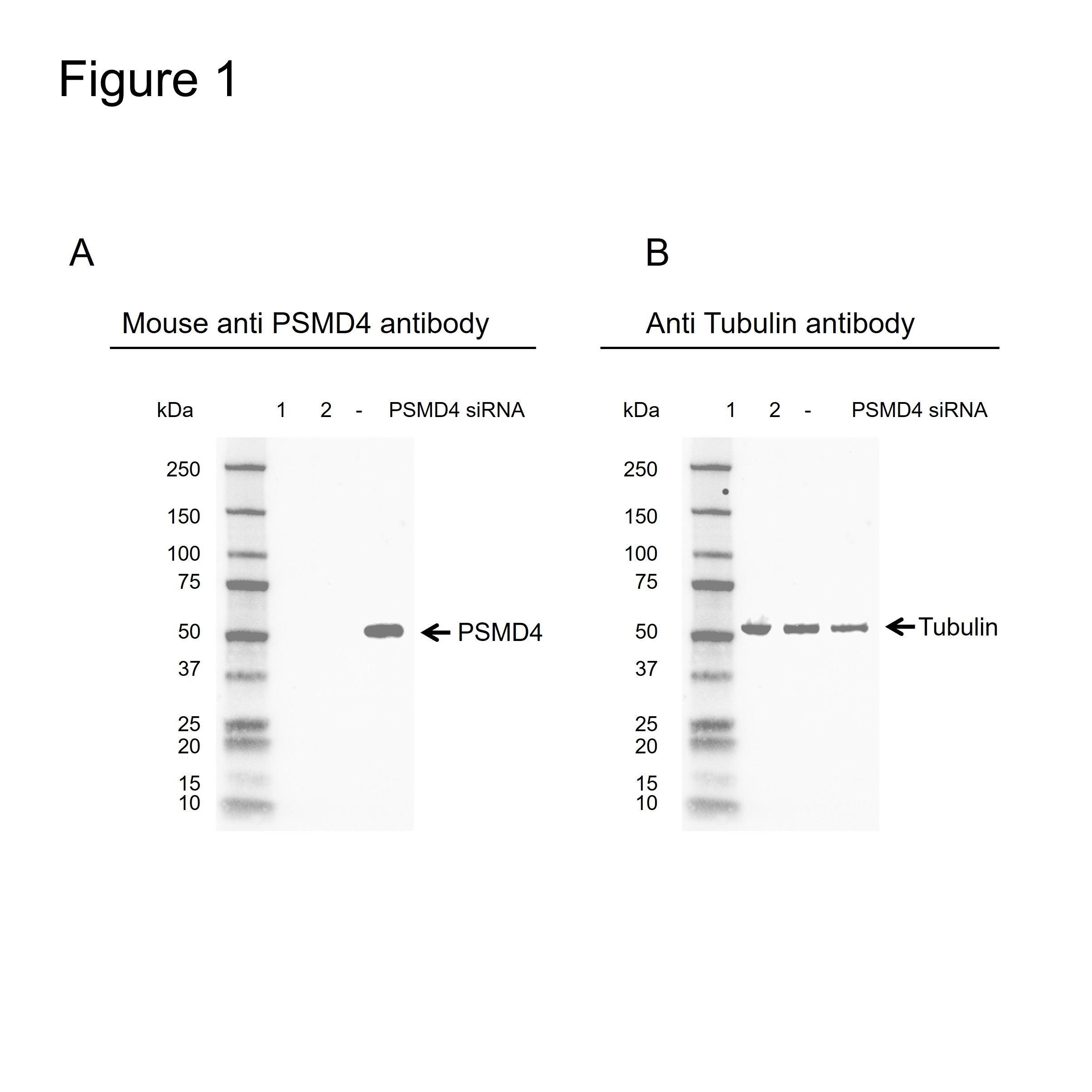 Anti PSMD4 Antibody, clone CPTC12 (PrecisionAb Monoclonal Antibody) gallery image 2