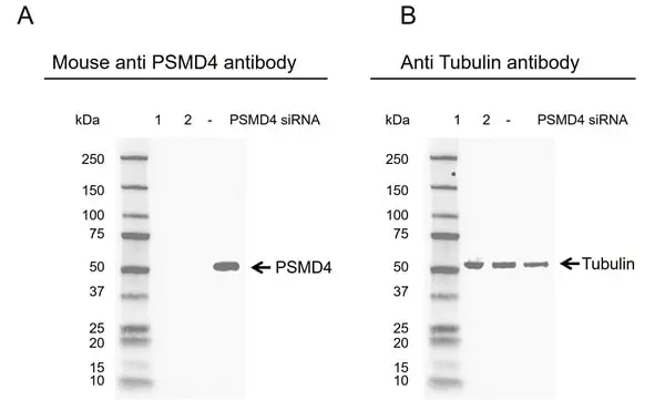 Anti PSMD4 Antibody, clone CPTC12 (PrecisionAb Monoclonal Antibody) gallery image 2